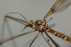 Leptotarsus cubitalis