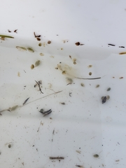 Branchinecta conservatio