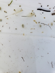 Branchinecta conservatio