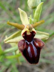 Ophrys sphegodes atrata