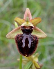 Ophrys sphegodes atrata