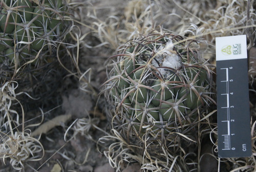 Coryphantha tripugionacantha