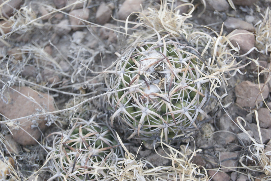 Coryphantha tripugionacantha, Mexico