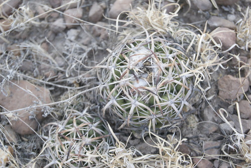 Coryphantha tripugionacantha