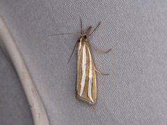 Hednota bivittella