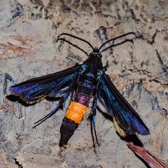 Synanthedon exitiosa