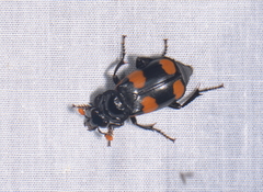 Nicrophorus herscheli