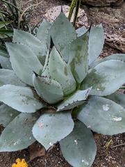 Agave ovatifolia