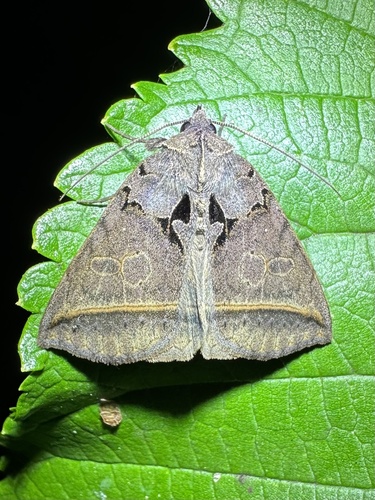 Black Bit Moth photo 3