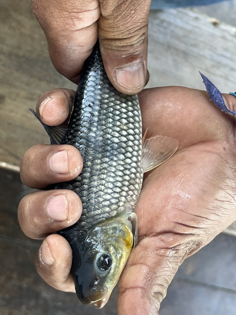 Megaleporinus macrocephalus