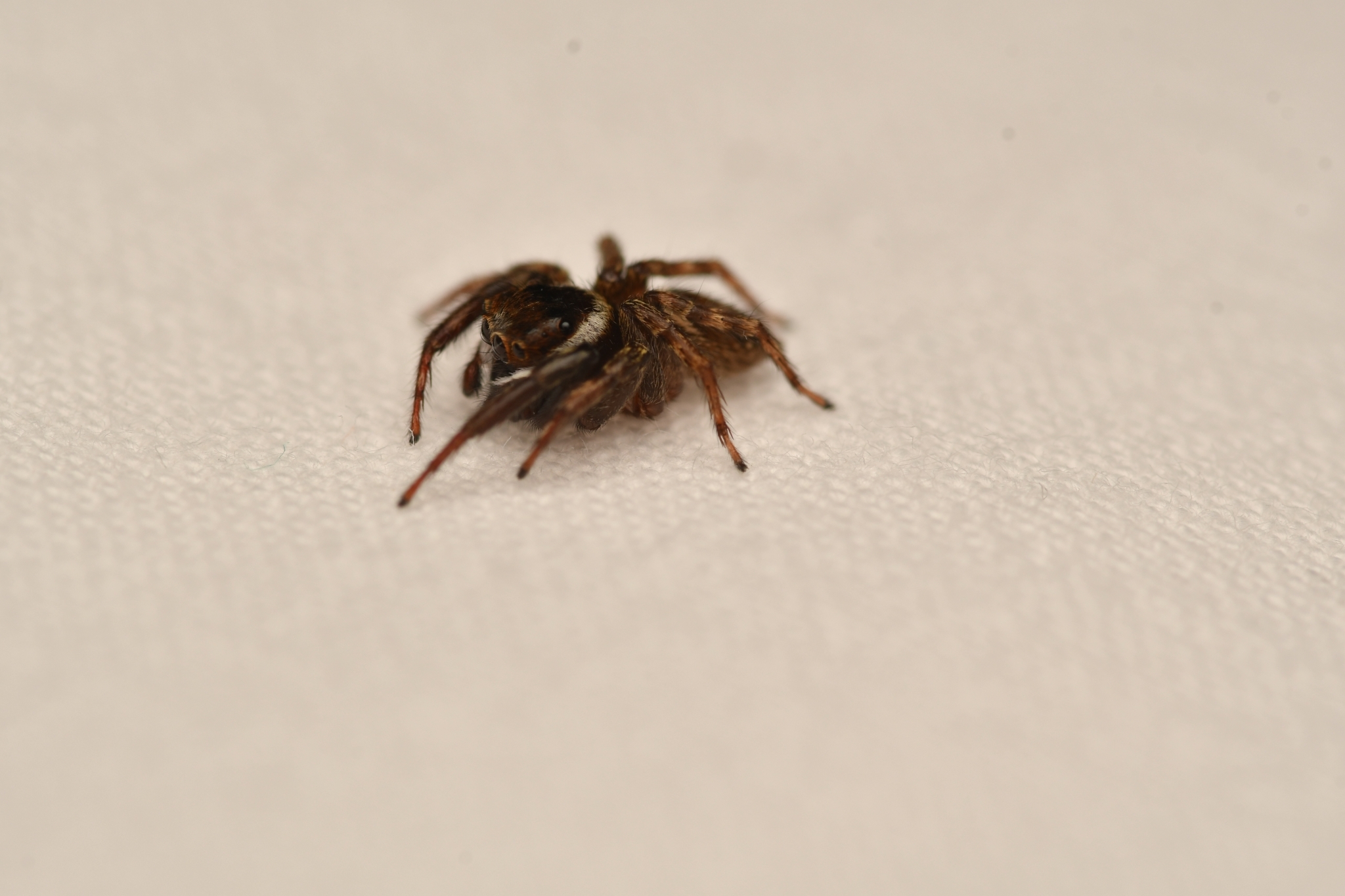 Hasarius adansoni