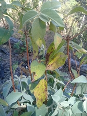 Croton adspersus