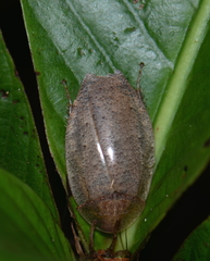 Epilamprinae