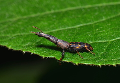 Brentidae