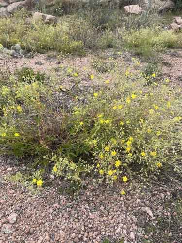 Rock Cinquefoil (Potentilla rupincola)