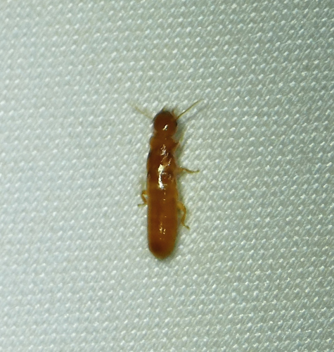 Light Western Drywood Termite photo 2