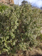 Tarchonanthus littoralis