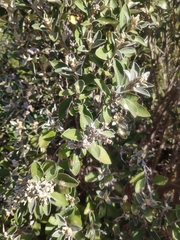 Tarchonanthus littoralis
