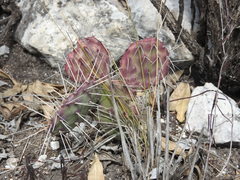 Opuntia stenopetala