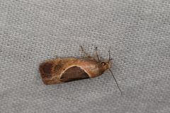 Hoplomorpha abalienella