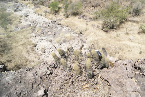Echinocereus spinigemmatus