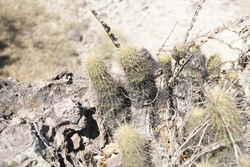 Echinocereus spinigemmatus