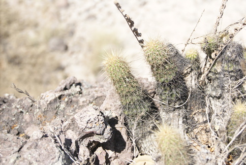 Echinocereus spinigemmatus
