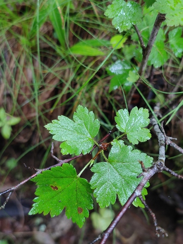 Ribes maximowiczianum iNat (2)
