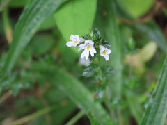 Wood Eyebright (Euphrasia nemorosa)
