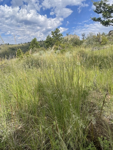 Mountain muhly (Muhlenbergia montana)