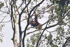 Pongo abelii