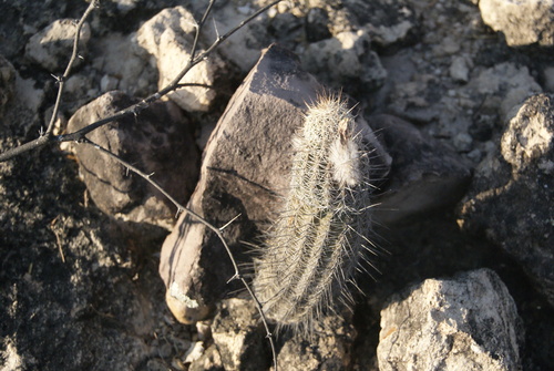 Echinocereus pamanesii