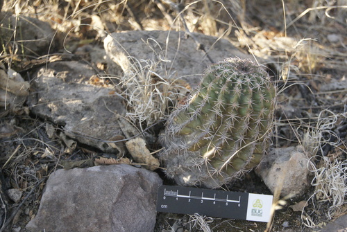 Echinocereus pamanesii