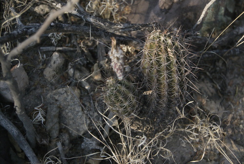 Echinocereus pamanesii