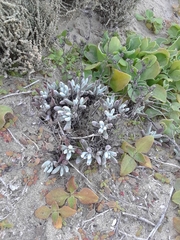 Dudleya attenuata attenuata