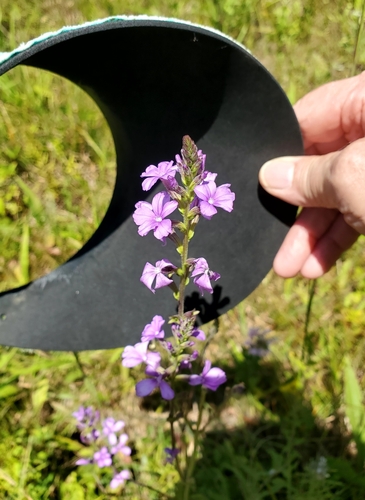Image of American Bluehearts (Buchnera americana) by no rights reserved