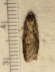Semioscopis aurorella