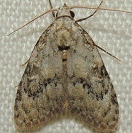 Ashy Meganola Moth