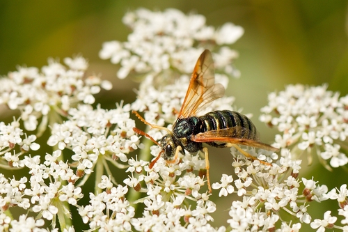 Honeysuckle Sawflies and Allies