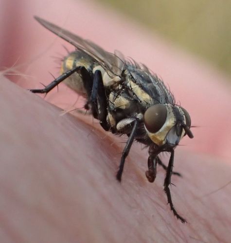 Striped Dung Fly photo 4