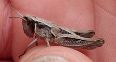 Sigaus australis