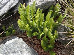 Polystichum cystostegium