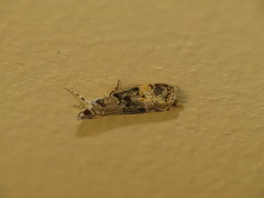 Scoparia eumeles