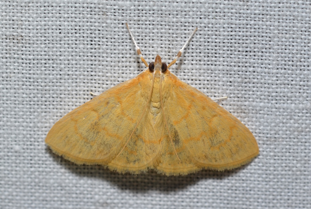 Ecpyrrhorrhoe puralis