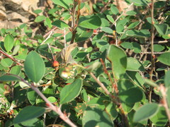 Cotoneaster scandinavicus