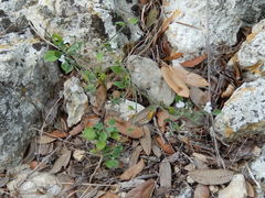 Carlowrightia torreyana