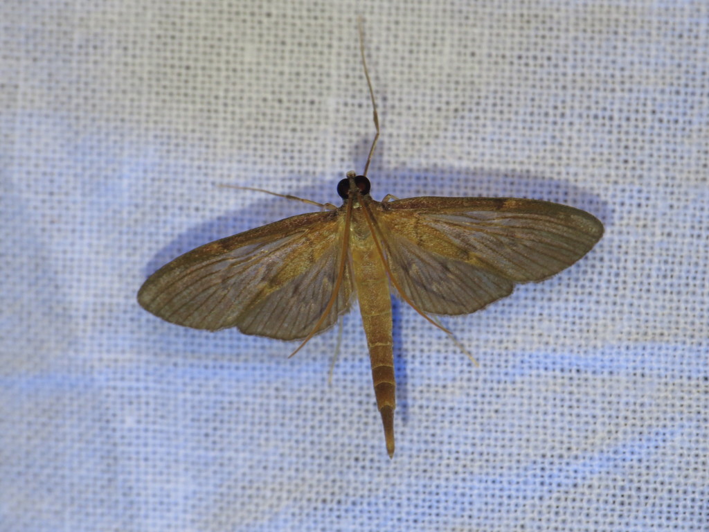 Hymenoptychis