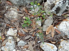 Carlowrightia torreyana