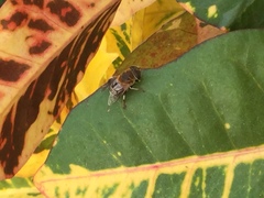 Eristalina
