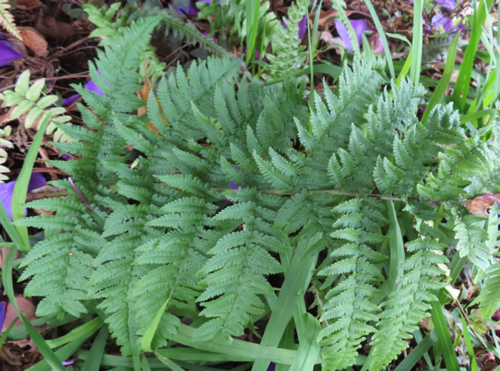 Dryopteris stewartii